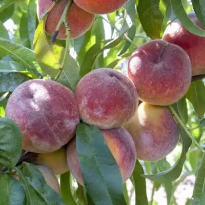 Персик ЗАРМЕНЮ в Жодино