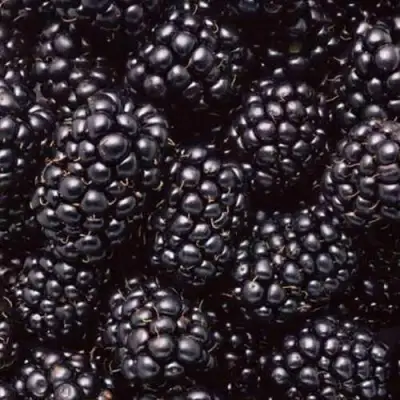 Ежевика ОРКАН бесшипная  в Жодино