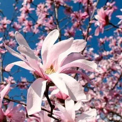 Магнолия РОЗЕЯ в Жодино