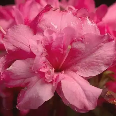 Азалия РОКОКО японская в Жодино