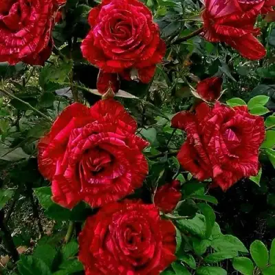 Роза РЕД ИНТУИШН чайно-гибридная в Жодино