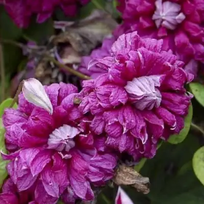 Клематис ПУРПУРЕА ПЛЕНА ЭЛЕГАНС в Жодино