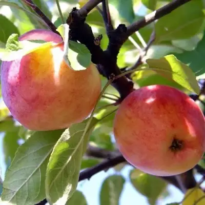 Яблоня АБРИКОСОВАЯ в Жодино