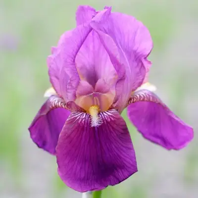 Ирис ИМПЕРАТОР бородатый в Жодино