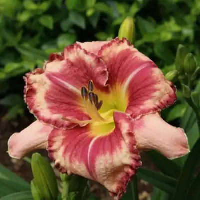 Лилейник АУТСТАНДИНГ гибридный в Жодино