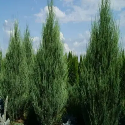 Можжевельник СКАЙРОКЕТ  скальный в Жодино