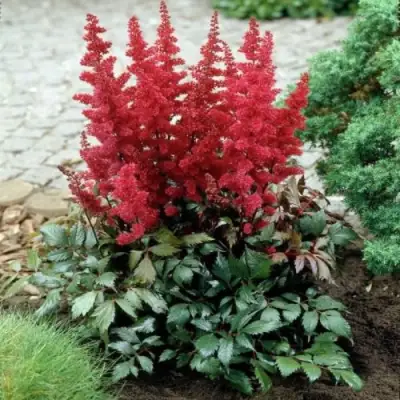 Астильба МОНТГОМЕРИ японская в Жодино