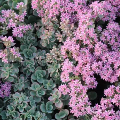 Очиток (седум) САНСПАРКЛЕР ЛАЙМ ЗИНГЕР в Жодино