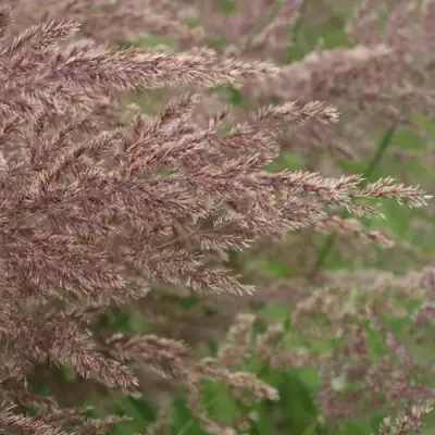 Вейник КАРЛ ФОРСТЕР остроцветковый в Жодино