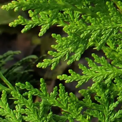 Туя восточная в Жодино