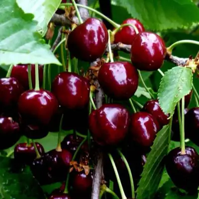 Черешня РЕВНА в Жодино