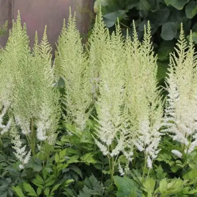 Астильба ДИАМАНТ Арендса в Жодино