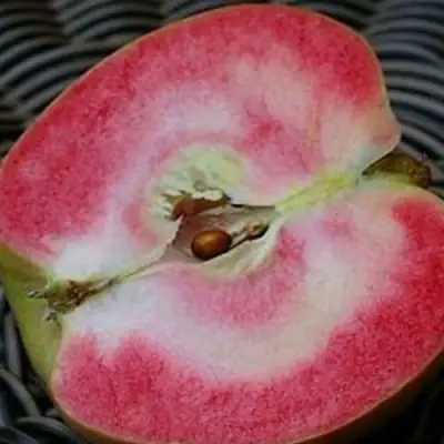 Яблоня ПИНК ПЕРЛ в Жодино