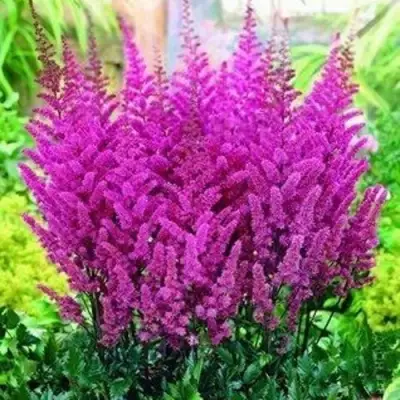 Астильба ПЕПЛ РЕЙН гибридная в Жодино