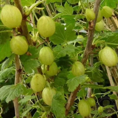 Крыжовник ИНВИКТА в Жодино