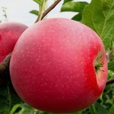 Яблоня АЙДАРЕД в Жодино