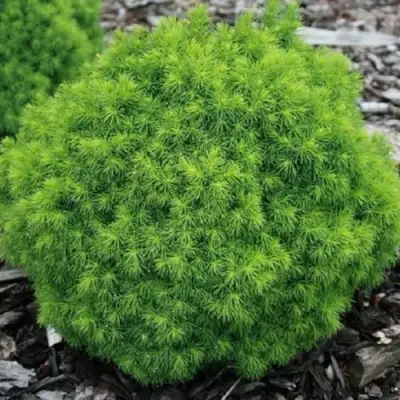 Ель АЛЬБЕРТА ГЛОБ сизая в Жодино