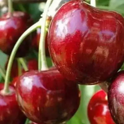 Черешня ВАСИЛИСА в Жодино