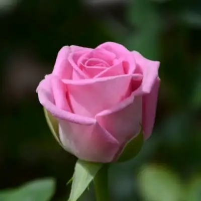 Роза АКВА чайно-гибридная в Жодино