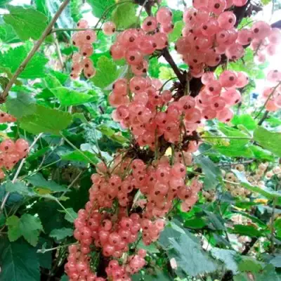 Смородина белая ПРЫГАЖУНЯ (РОЗОВАЯ) в Жодино