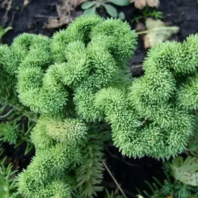 Очиток (седум) КРИСТАТУМ отогнутый в Жодино