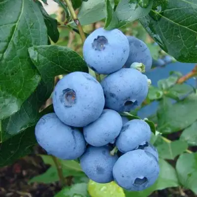 Голубика ТОРО в Жодино