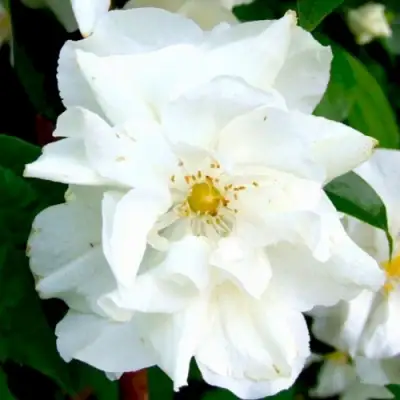 Жасмин РОЗАЦЕ в Жодино