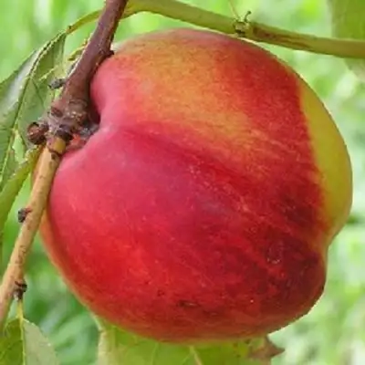 Нектарин СТАРК РЕД ГОЛД в Жодино