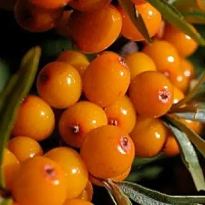 Облепиха ВИТАМИННАЯ в Жодино