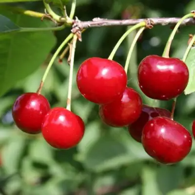 Вишня ЗАРАНКА в Жодино