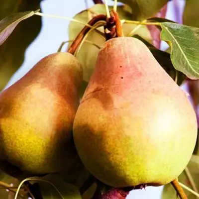 Груша СЛАДКАЯ ИЗ МЛИЕВА в Жодино