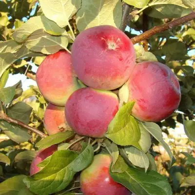 Яблоня ОРЛИК в Жодино