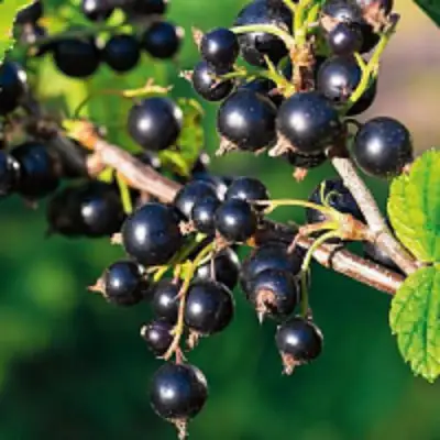 Смородина чёрная ЦЕРЕРА в Жодино