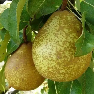 Груша ГЕНЕРАЛ ЛЕКЛЕРК в Жодино