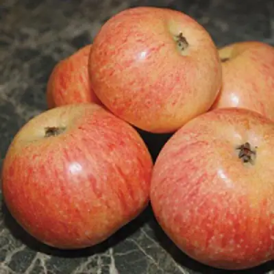 Яблоня КОНФЕТНОЕ в Жодино