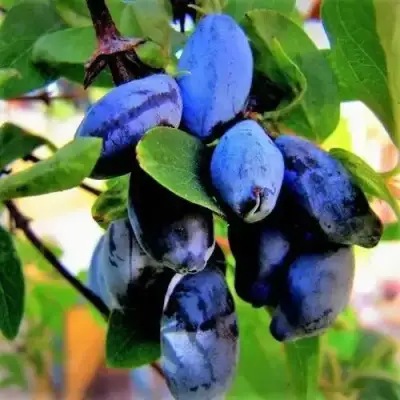 Жимолость съедобная БЛУ ТРЕЖЭ (ГОЛУБОЕ СОКРОВИЩЕ) в Жодино