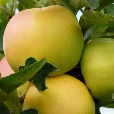 Яблоня БАНАНОВОЕ в Жодино