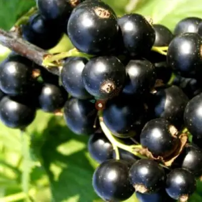 Смородина чёрная ДЕЛИКАТЕСНАЯ в Жодино