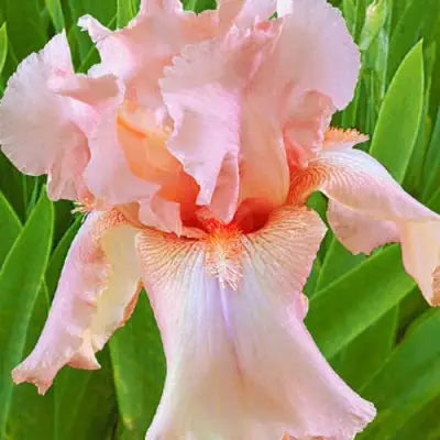 Ирис ПАТИ ДРЕСС бородатый в Жодино