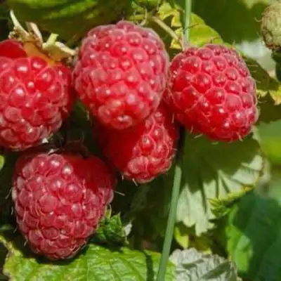 Малина ПРИМАРА в Жодино