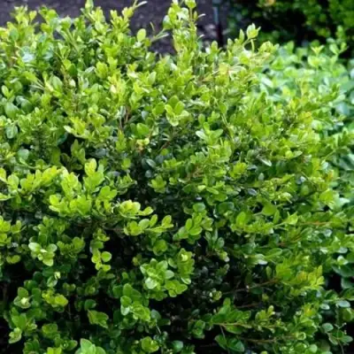 Самшит ФОЛКНЕР в Жодино