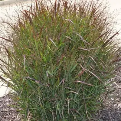 Просо ШЕНАНДО прутьевидное в Жодино