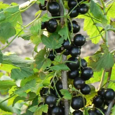 Смородина чёрная ДАБРАДЗЕЯ в Жодино