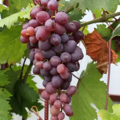 Виноград КИШМИШ ЗАПОРОЖСКИЙ в Жодино