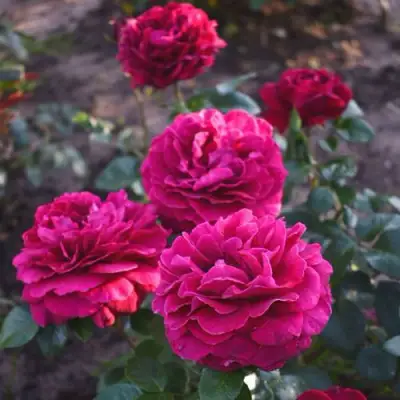 Роза БЕЛЬВЬЮ чайно-гибридная в Жодино