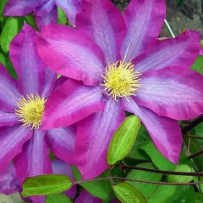 Клематис КАКИО в Жодино