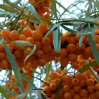 Облепиха БОТАНИЧЕСКАЯ в Жодино