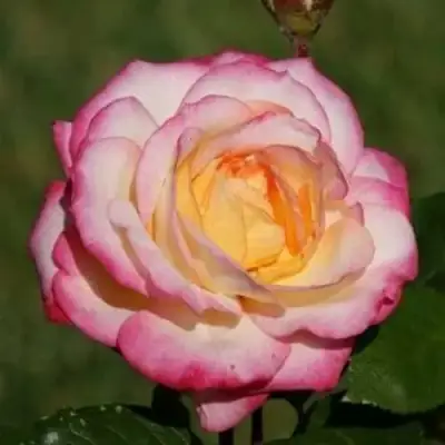 саженцы розы Ламинуэт