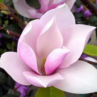 Магнолия АЛЕКСАНДРИНА  в Жодино