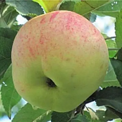 Яблоня ЛЕТНЕЕ СЛАДКОЕ в Жодино